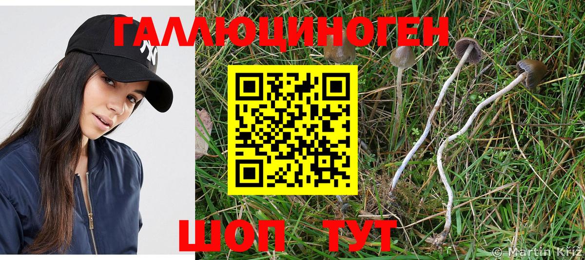 Галлюциногенные грибы Psilocybe Тутаев